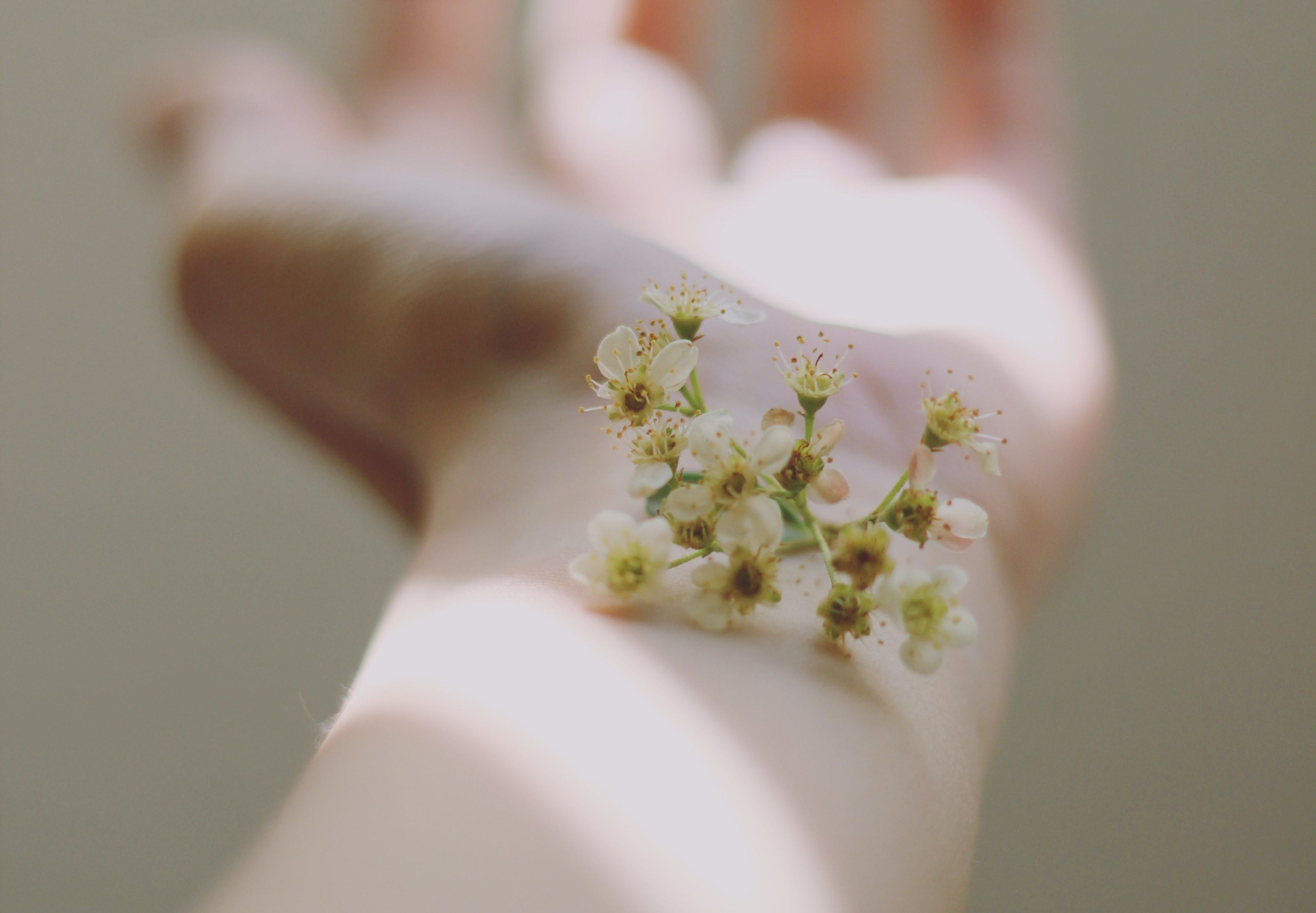 Et nærbilde av en blomst