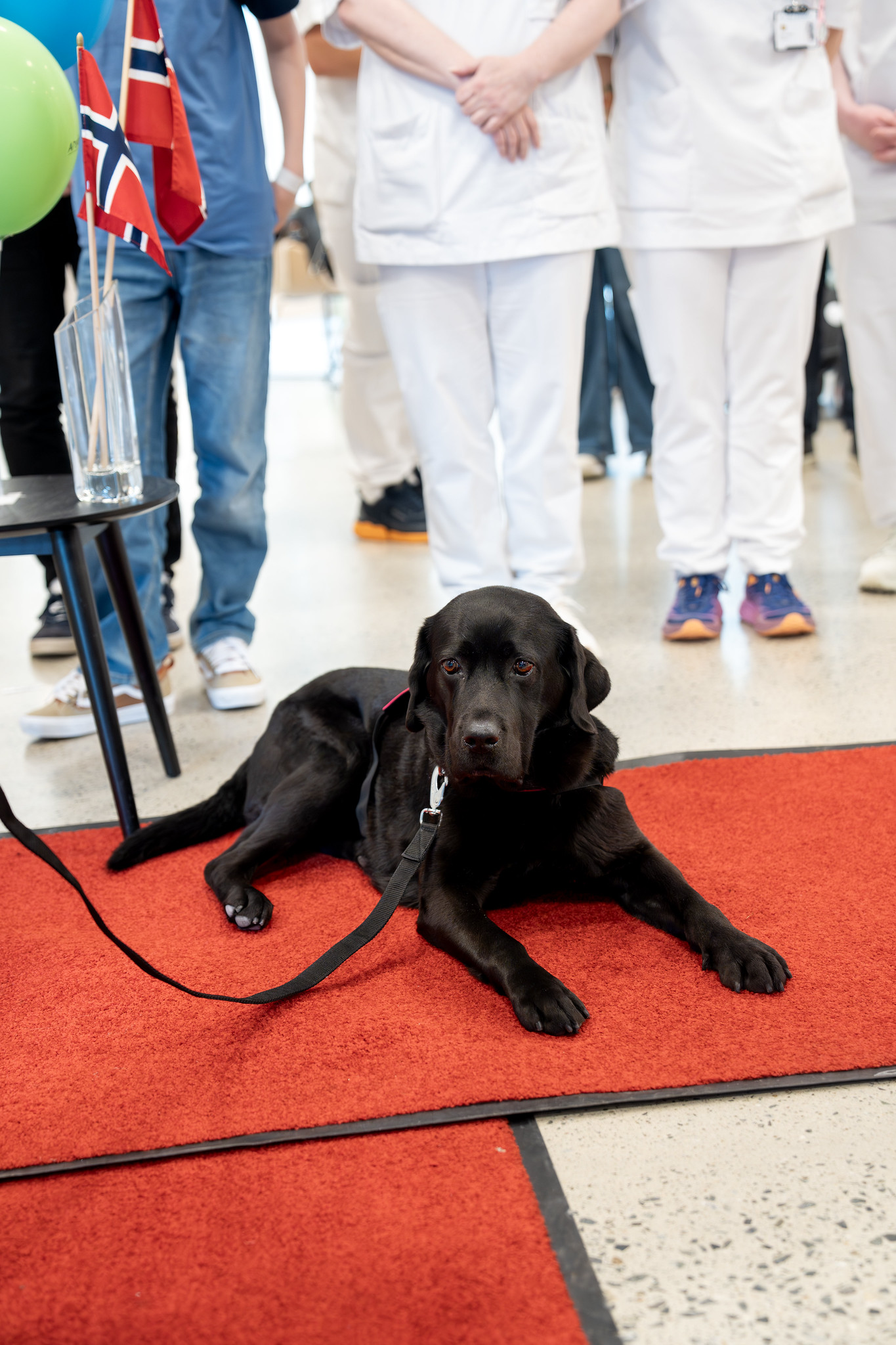 En svart hund som ligger på et rødt gulv med folk i bakgrunnen