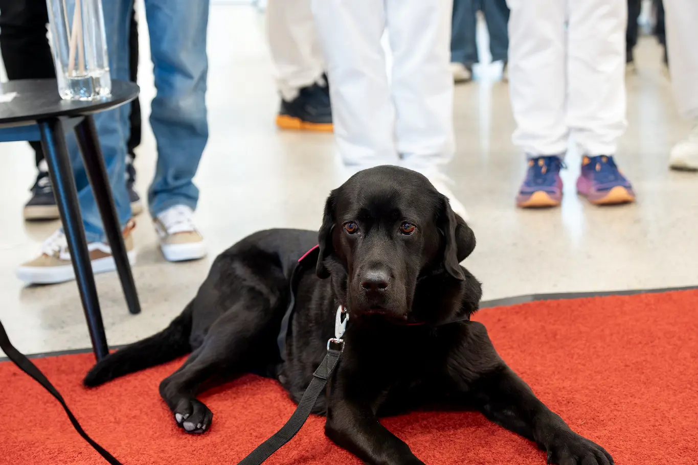 En svart hund som ligger på et rødt gulv med folk i bakgrunnen