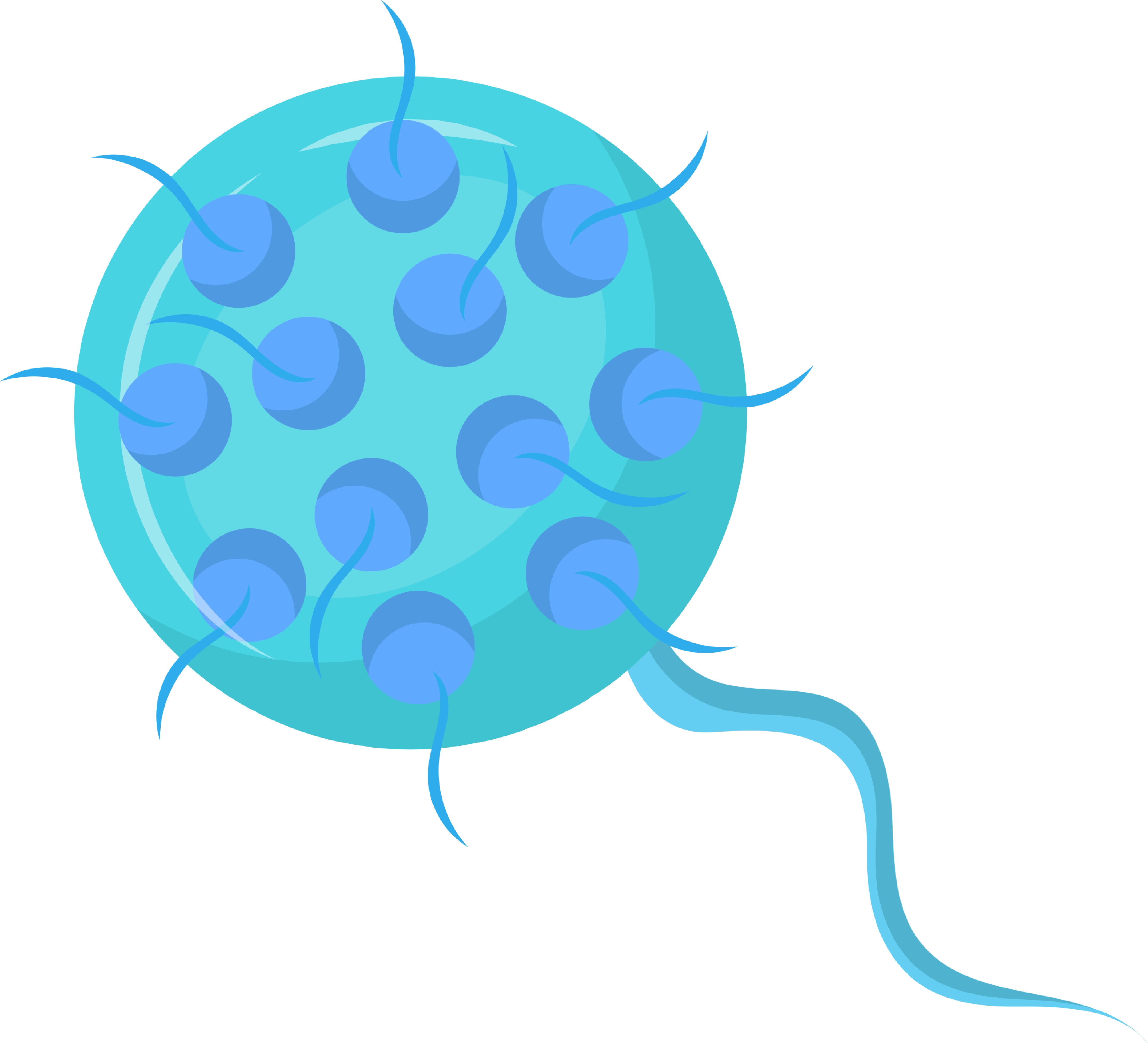 Illuastasjon av klamydia-bakterie