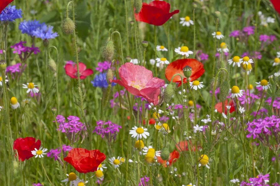 Sommerblomster