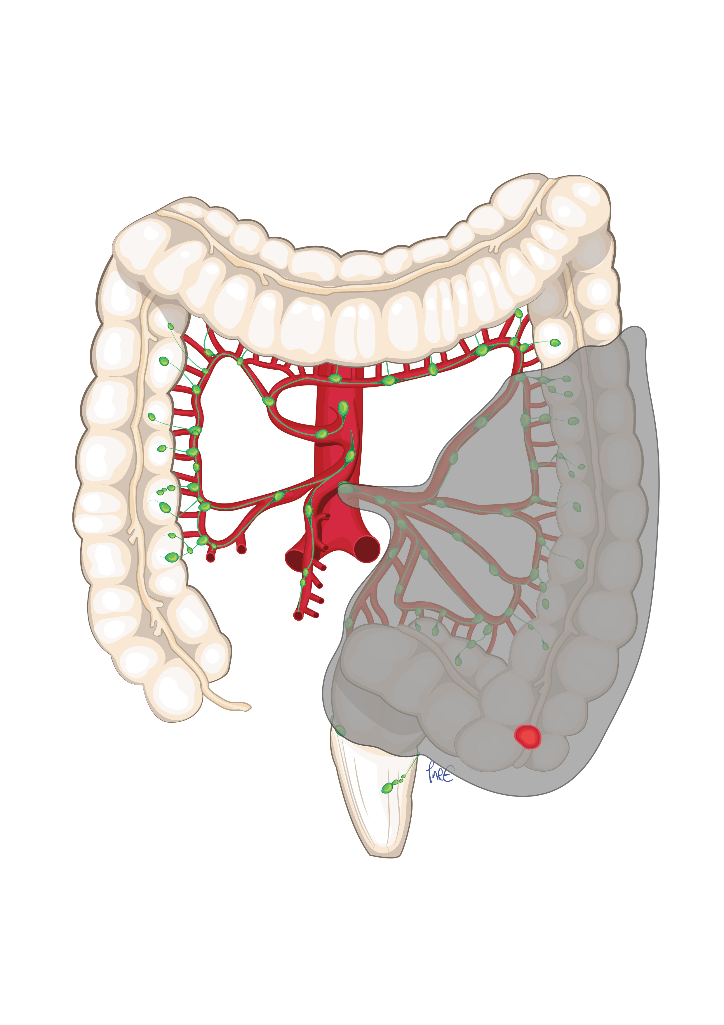 Illustrasjon av tarmer