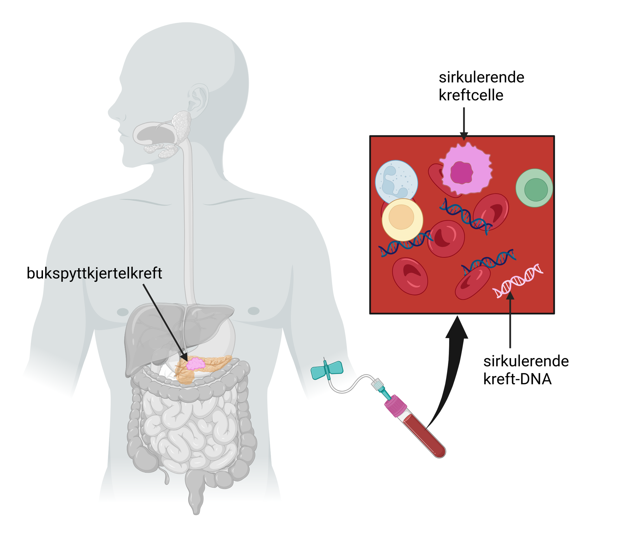 Illustrasjon av et menneske