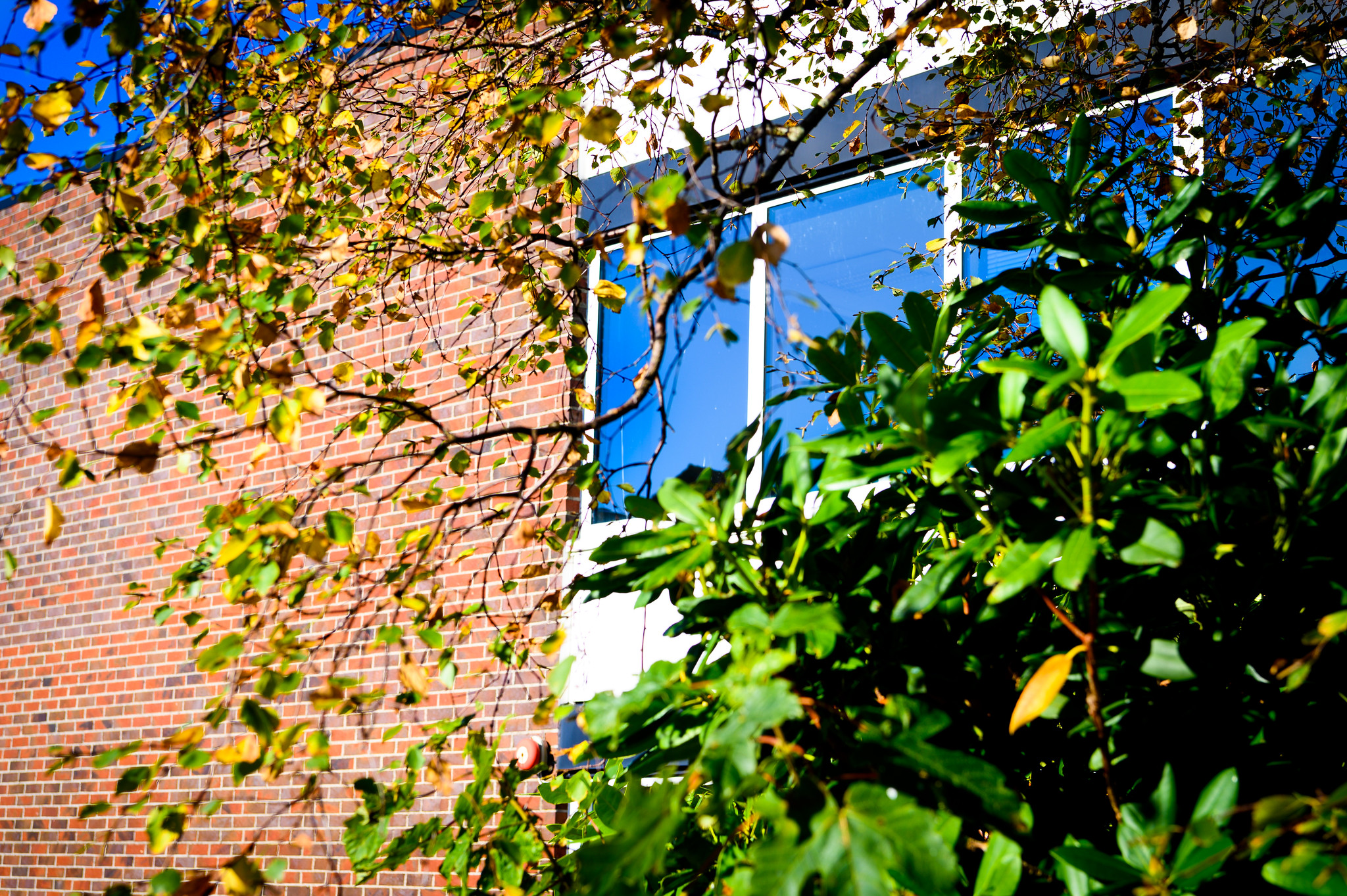 Mursteinsbygning med vindu og et tre i forgrunnen. 