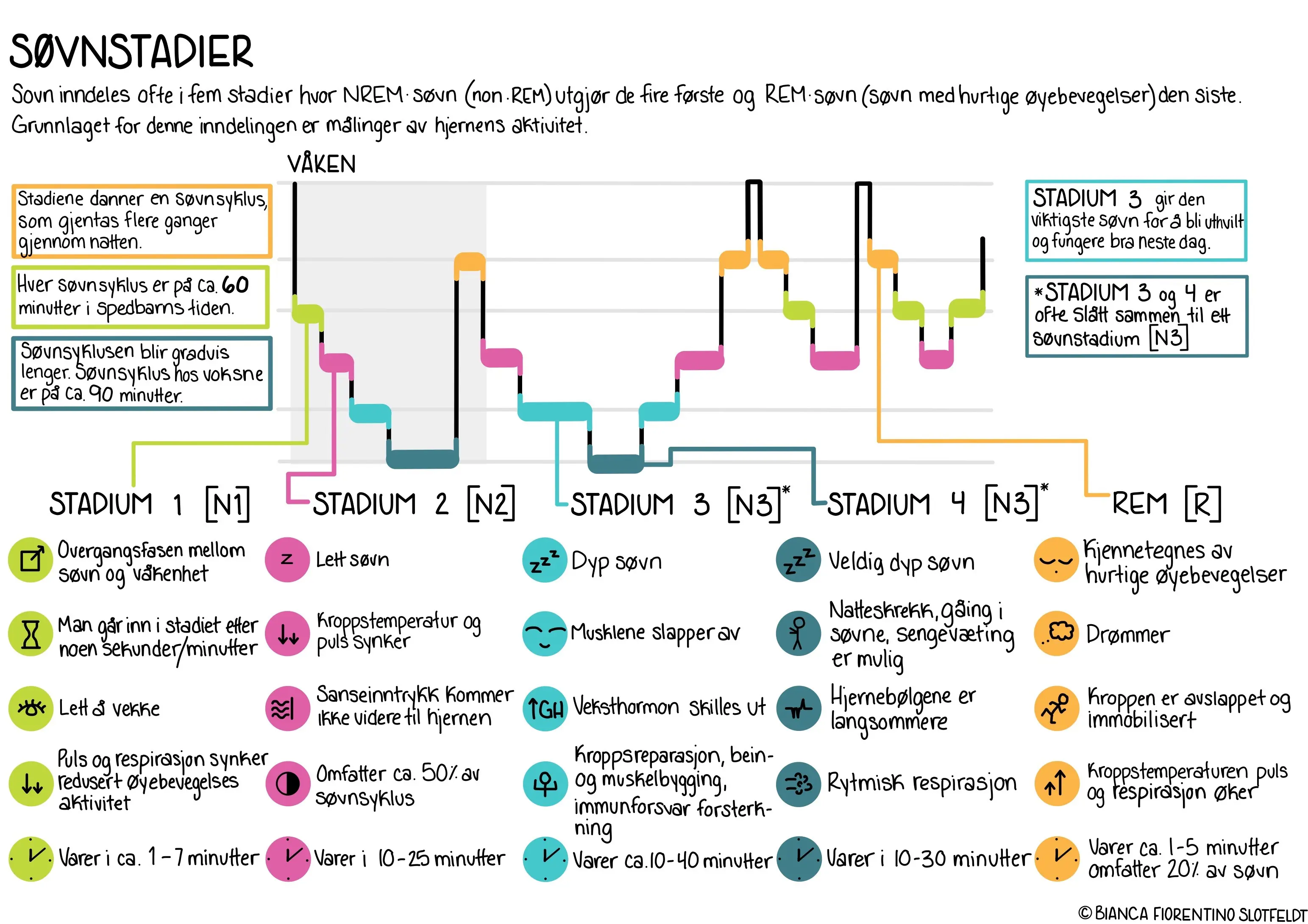 Søvnstadier. Illustrasjon.