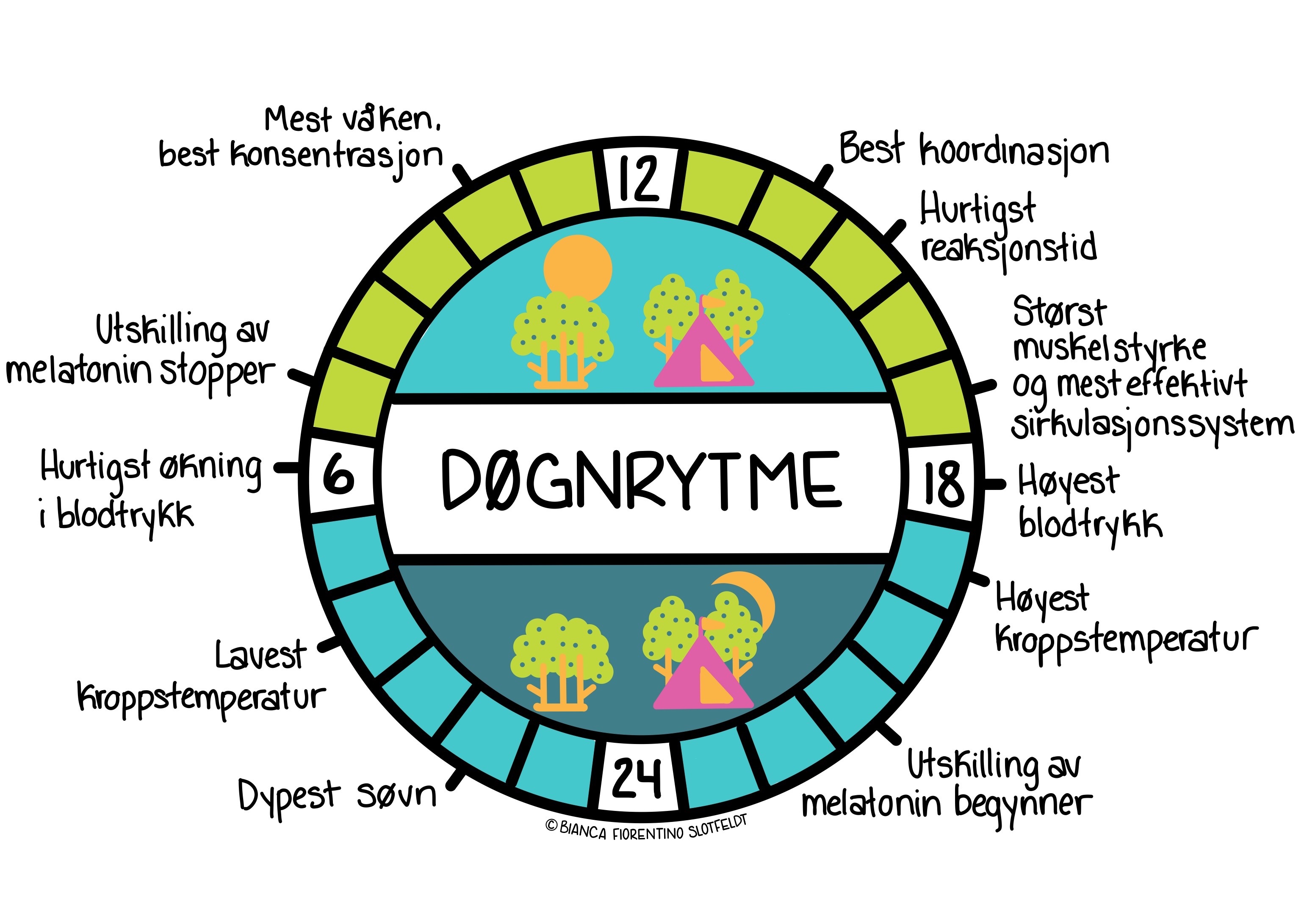 Døgnrytme. Illustrasjon.