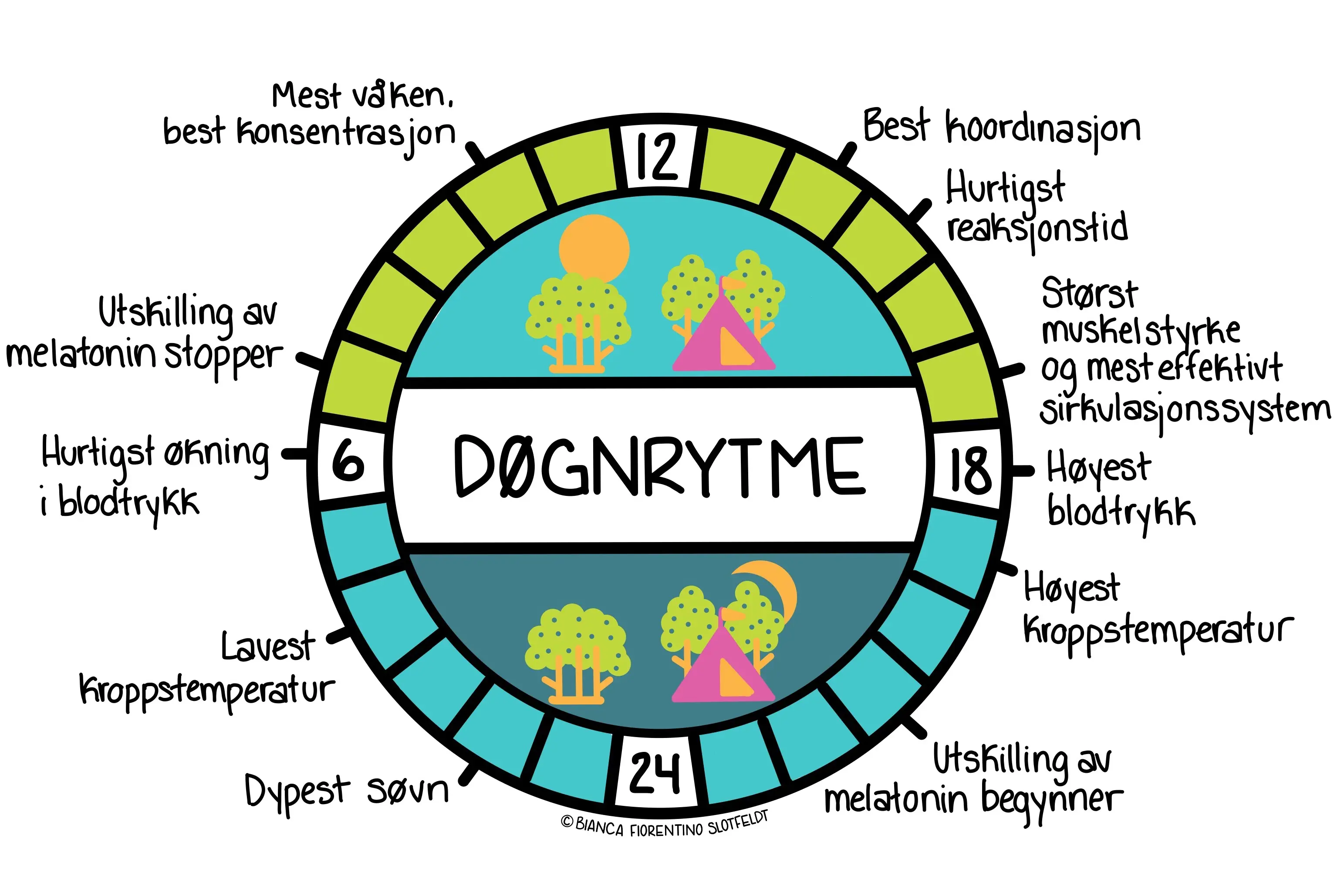 Døgnrytme. Illustrasjon.
