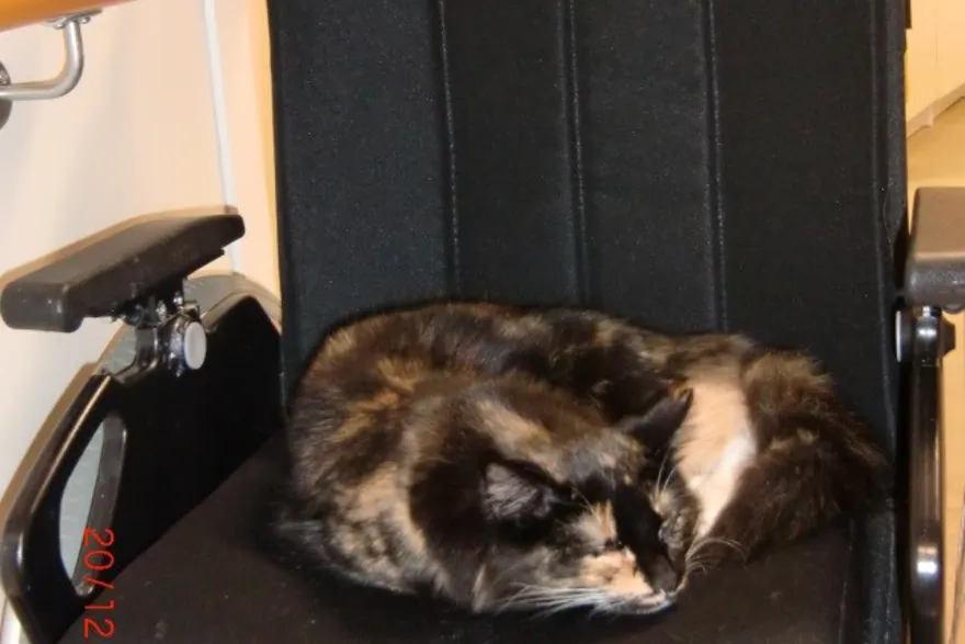 bilde av katten Kari-Kari