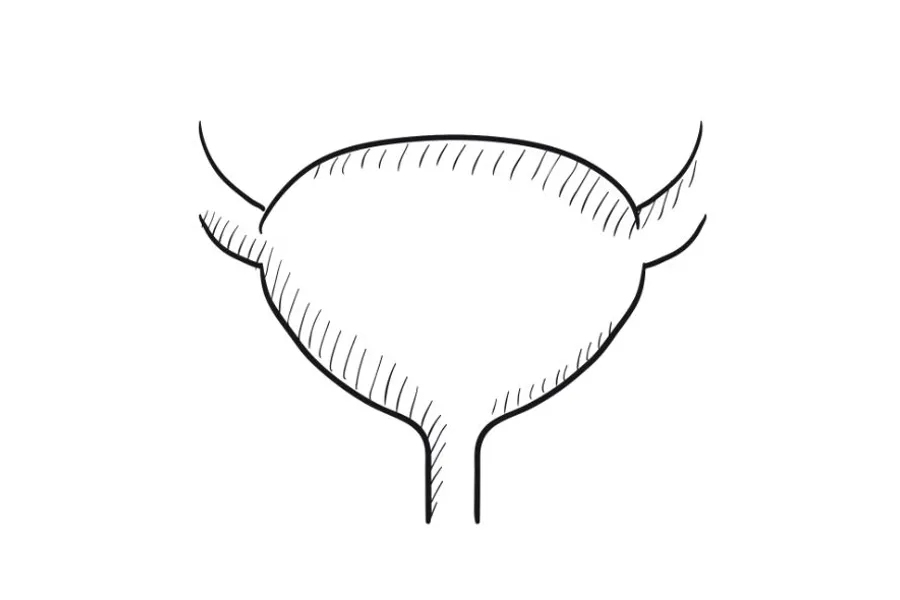 Tegning av en blære.